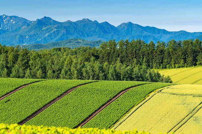 Private Car Tour to Biei Furano and Blue Pond from Sapporo - Key Points