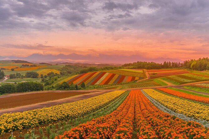 Private Car Tour to Biei Furano and Blue Pond from Sapporo - Exploring Hokkaido’s Countryside in Comfort and Style