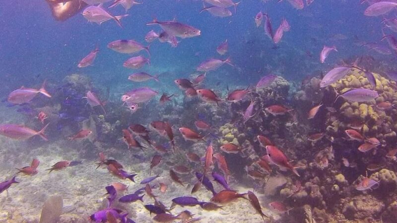 Private: Catalina Island Snorkeling & BBQ Boat Tour - The Sum Up