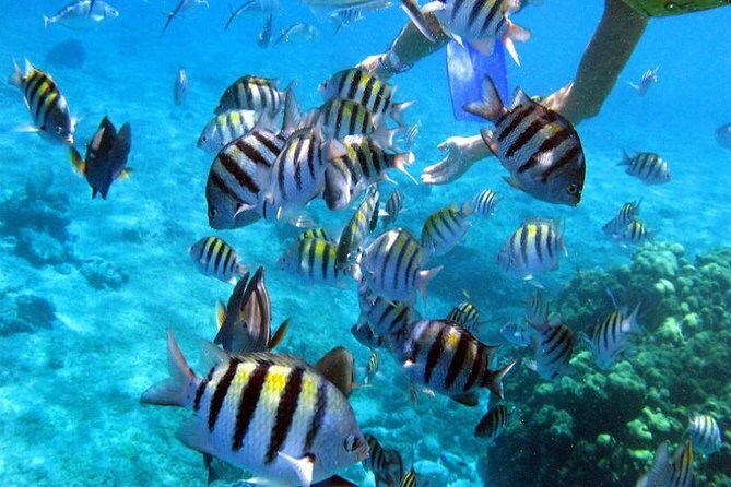 Private Catamaran Booze Cruise & Snorkeling - Food and Drinks: The Heart of the Experience