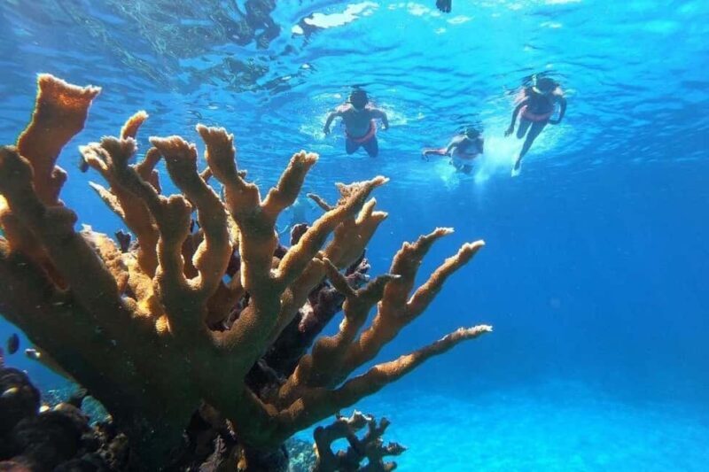 Private Catamaran in Cozumel: El Cielo and Turtle Sanctuary - Exploring Cozumel by Catamaran: An Authentic and Comfortable Day