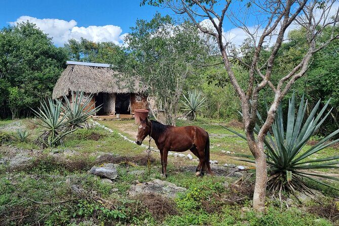 Private Cenote Hopping Tour  Adventure with a Local Vibe - Final Thoughts