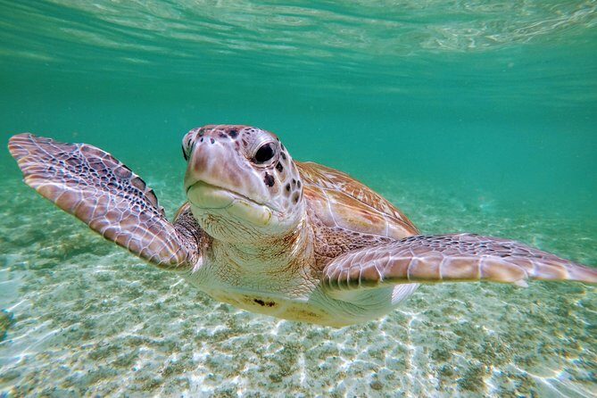Private Cenote & Snorkeling Tour with Turtles in Akumal - In Closing: Is This Tour Right for You?