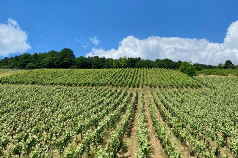 Private Champagne Moet Chandon, Pommery, Pressoria Day trip - An In-Depth Look at the Experience