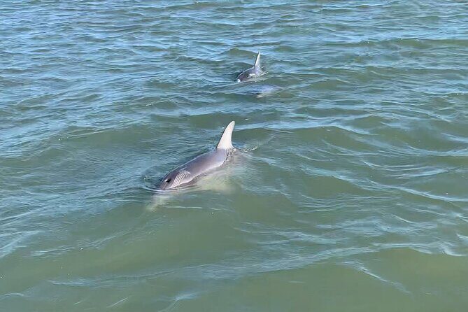 Private Charleston Dolphin and Eco Boat Tour - Key Points