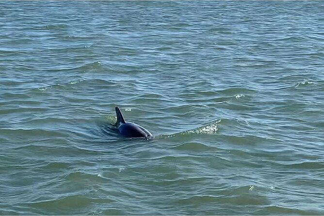 Private Charleston Dolphin and Eco Boat Tour - Why This Tour Offers Great Value for Money