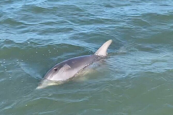 Private Charleston Dolphin and Eco Boat Tour - Final Thoughts: Who Should Book This Tour?