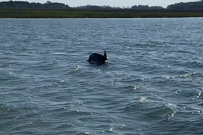 Private Charleston Dolphin and Eco Boat Tour - FAQs