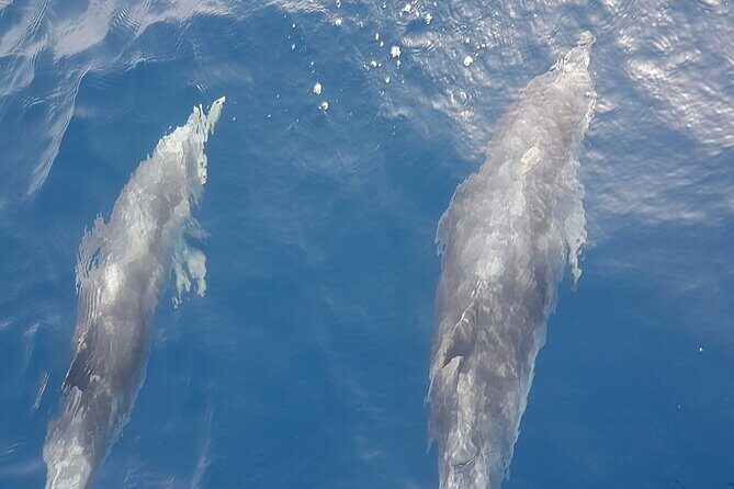 private charter 3 Hours Whale Encounter puerto colon adeje - A Deep Dive into the Whale Encounter Experience