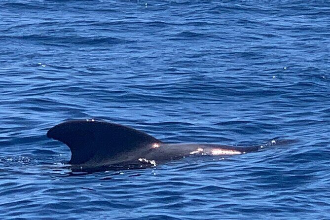 private charter 3 Hours Whale Encounter puerto colon adeje - Practical Details & Tips