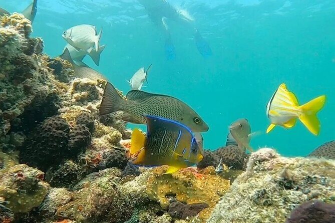 Private Charter 6 Passenger Sandbar, Snorkel, Dolphins - A Closer Look at the Experience