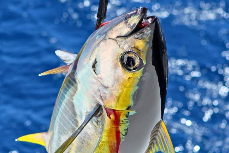 Private Charter Boat Fishing & Trolling Experience in Okinawa - What the price covers, and what it does not