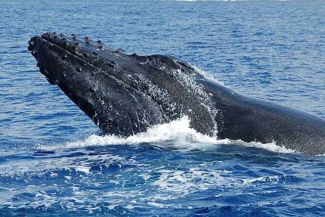 Private Charter: Customizable Big Island Boat Adventure - FAQ