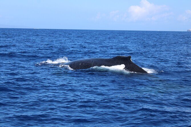 Private Charter Humpback Whale Watching & Dolphin Search - An In-Depth Look at the Maui Whale & Dolphin Private Tour