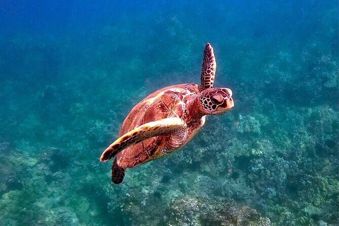 Private Charter Humpback Whale Watching & Dolphin Search - The Sum Up: Is This Tour Worth It?