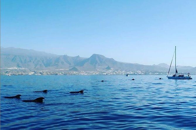 Private Charter in Tenerife south max 7 people - Key Points