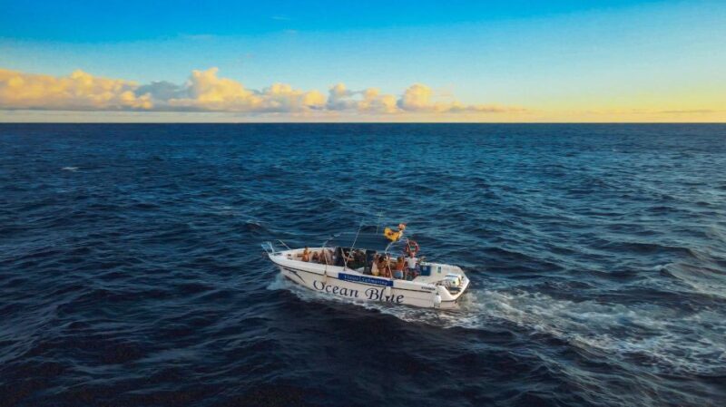 Private Charter Private Charter to see the whales - 2 Hours - An Up-Close Encounter with Marine Life: Private Whale Watching in Tenerife