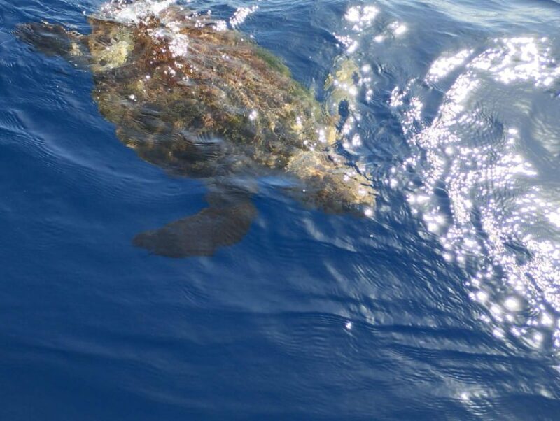 Private Charter Private Charter to see the whales - 2 Hours - The Sum Up: Who Should Book This Tour?