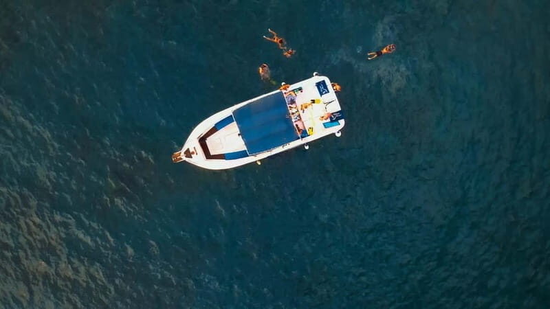 Private Charter Private Charter to see the whales - 3 Hours - Private Whale Watching Tour in Tenerife: A Deep Dive into Marine Life