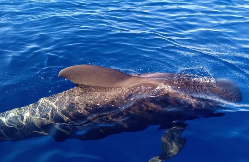 Private Charter Private Charter to see the whales - 3 Hours - Final Thoughts: Who Should Book This Tour?