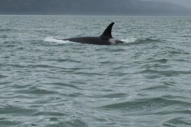 Private Charter Scenic Wildlife Excursion for Cruise Passengers - The Sum Up