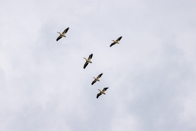 Private Charters on Saginaw Bay for Fishing or Birdwatching - FAQ