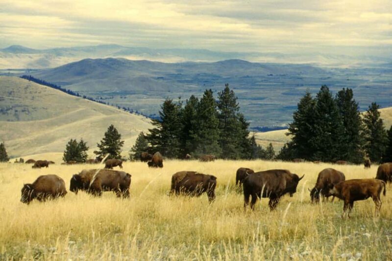 Private Chauffeur / Tour Guide Luxurious SUV Customizable - Discovering Glacier National Park in Style and Comfort