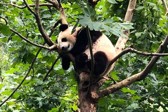 Private Chengdu City Highlight Day Tour - In-Depth Review of the Chengdu Private Tour