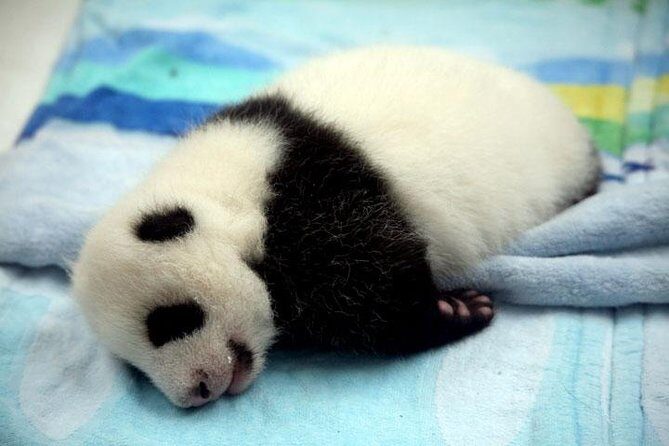 Private Chengdu Day Tour: Giant Pandas and Jinsha Site Museum - The Chengdu Research Base of Giant Panda Breeding: Up Close with Nature’s Charm