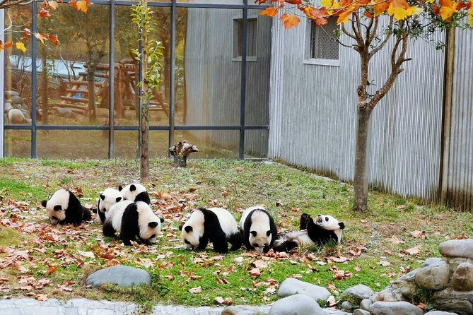 Private Chengdu Impression Day Tour including Panda Base - FAQ