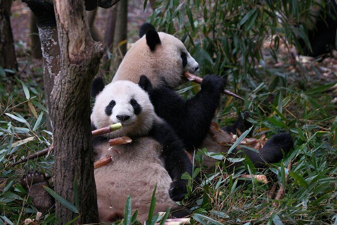 Private Chengdu Panda Tour with Hotel Pickup - Who Will Benefit Most?