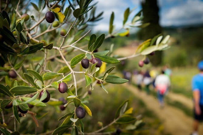Private Classic Wine Tour in Chianti from Florence - Who Will Appreciate This Tour?