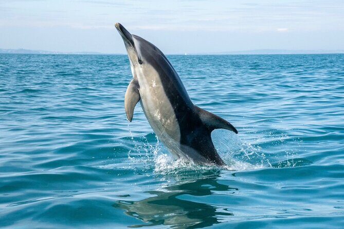 Private Coastal Boat Tour in Torquay - A Closer Look at the Private Coastal Boat Tour in Torquay