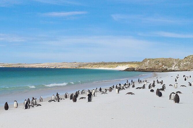 Private Coastal Gems Tour: Penguins, Scenery & Stanley - Exploring Falkland Islands’ Coastal and Cultural Treasures: A Detailed Review of the Private Coastal Gems Tour