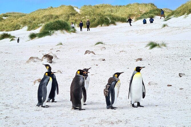 Private Coastal Gems Tour: Penguins, Scenery & Stanley - The Value of This Experience