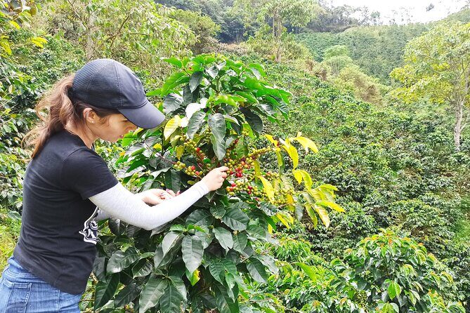Private coffee tour near Medellín, from bean to cup. - Exploring the Coffee Farm in Sabaneta