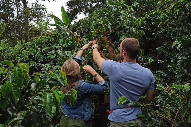 Private coffee tour near Medellín, from bean to cup. - Practical Details and Tips