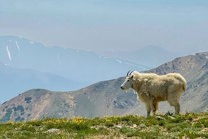 Private Colorado Backcountry 4x4 Off Road Adventure Tour - Why This Tour Is a Great Choice