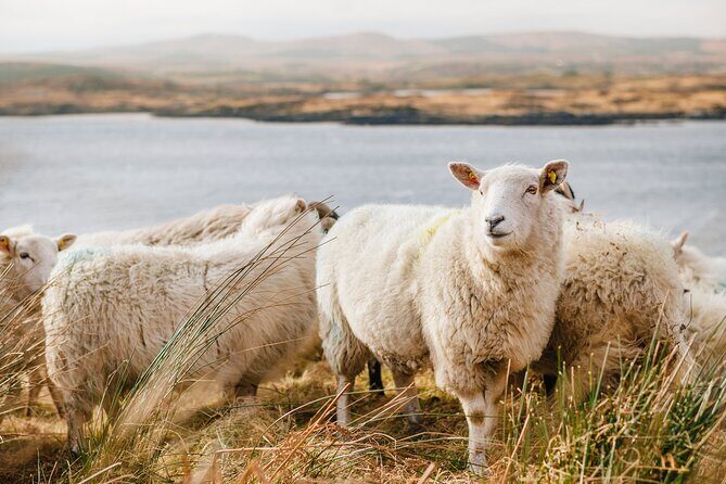 Private Connemara Day Tour - Practical Details and Considerations