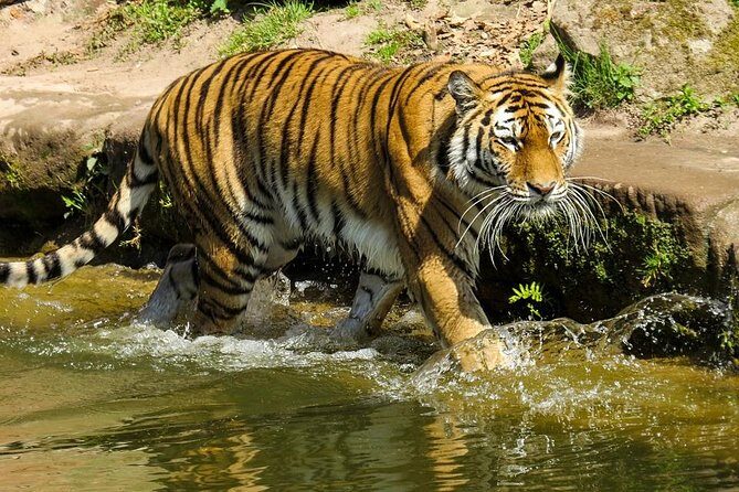Private Corbett National Park & Nainital Tour from New Delhi - Summary & Who Should Consider This Tour