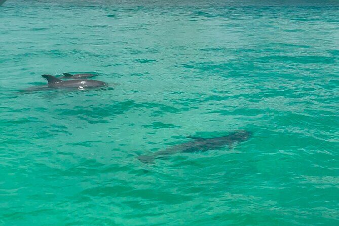 Private Crab Island Charter with Bote Paddleboards - A Complete Picture: The Pros and Cons