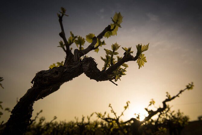 Private Cretan Gastronomic experience Winery visit with Tastings & Cooking Class - Who Should Consider This Tour?