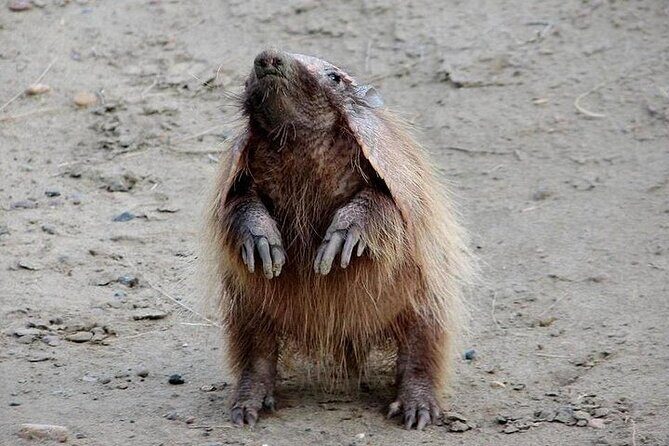 Private Cruise Shore Excursion to Peninsula Valdes - Who Should Consider This Tour?