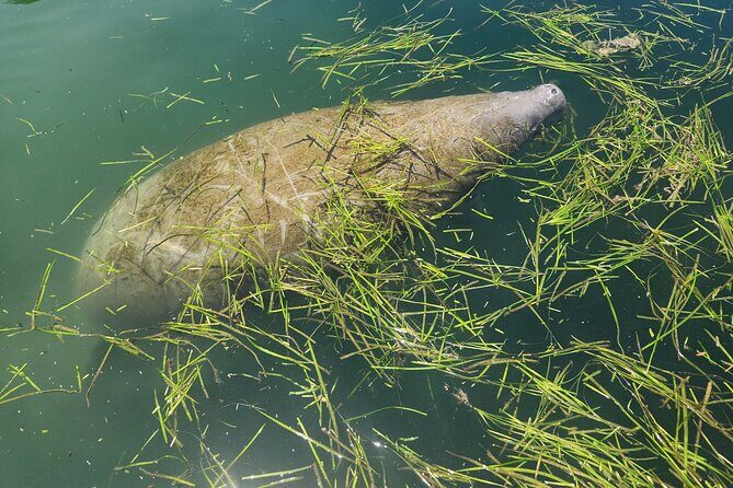 Private Crystal River Wildlife Boat Tour - The Sum Up