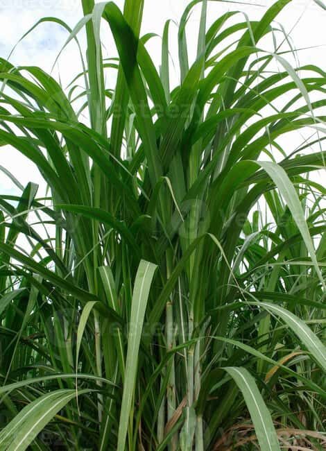 Private: Cultural Higuey & Yuma River Expedition - Exploring the Cultures and Landscapes of Monte Plata