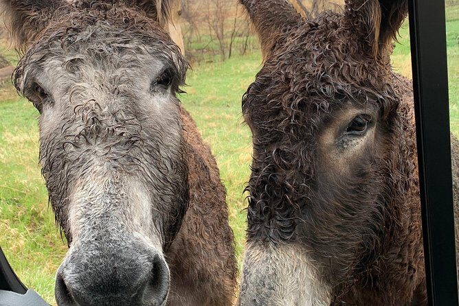Private Custer State Park Safari and Hiking Tour - Wildlife Watching: Close Encounters in the Black Hills