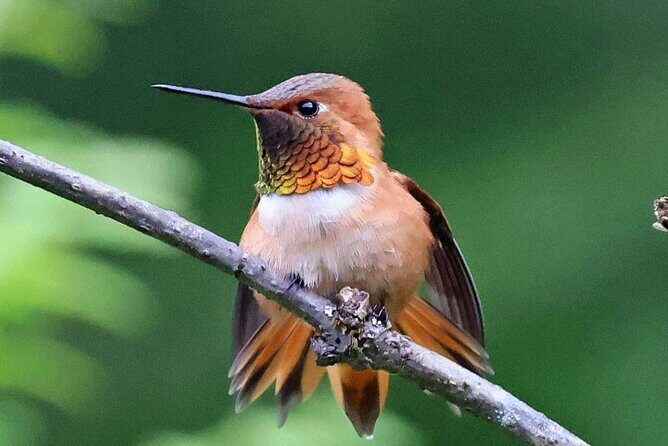 Private Custom Excursion with a Local for up to 14 people - The Sum Up