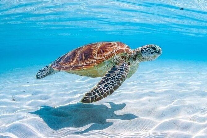 Private Custom Snorkeling and Cruising Experience in Aruba - Final Thoughts: Is It Worth It?