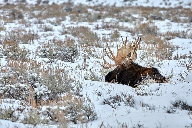 Private, Custom Yellowstone Wildlife Tours & Photo Safaris - FAQs