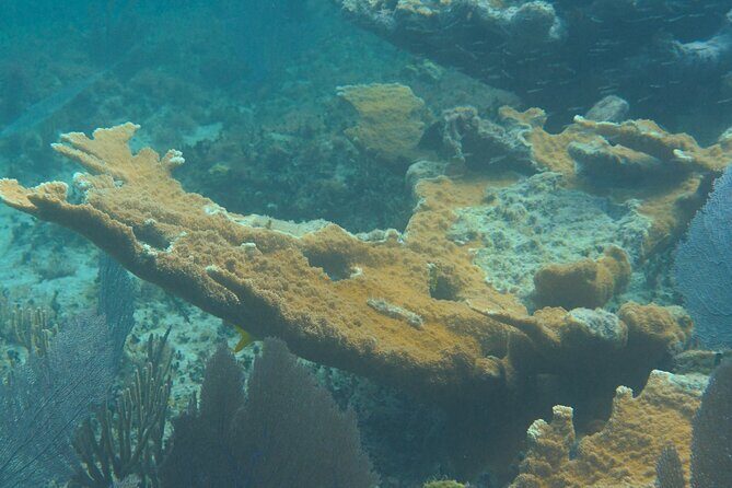 Private Customizable Shore Snorkel and Beach Lunch in Cozumel - Key Points